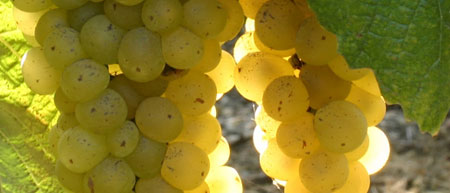 Larmandier grapes 2 Larmandier grapes 2