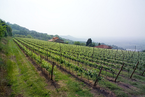 Vines Vines