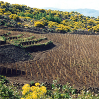 Vines at Trinoro